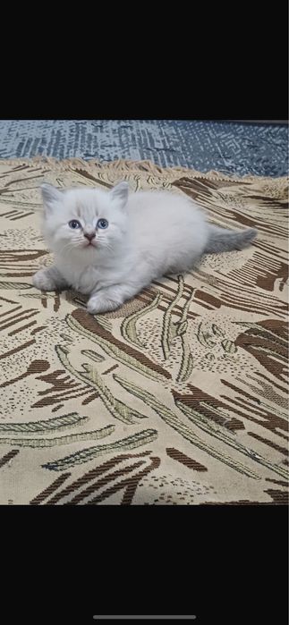 Отдам котят бесплатно