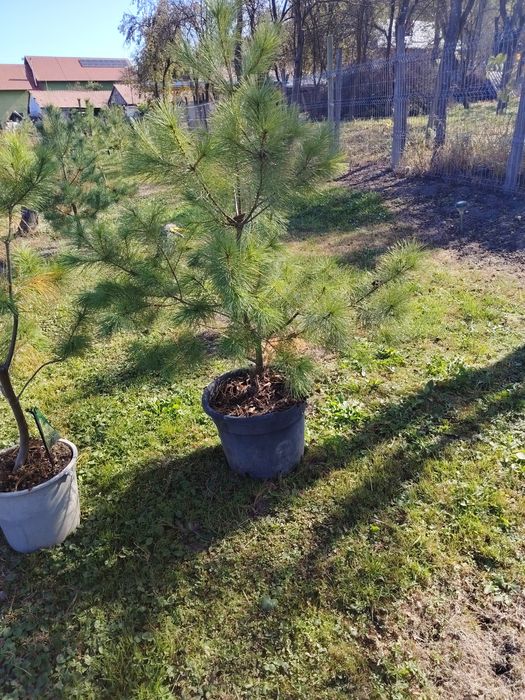 Pin strob,silvestru,negru în ghiveci.