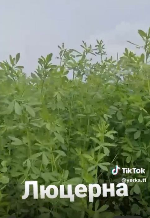 Семена люцерны,Семиречье,Джеа