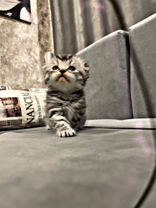 Котята шиншилята