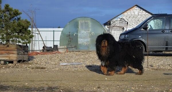 Продам щенков тибетского мастифа