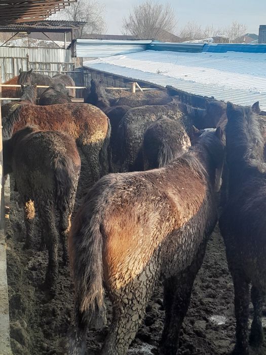 1.5 жасар сатылады