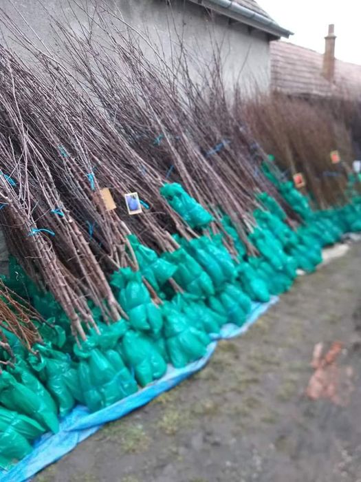 Vand pomi fructiferi