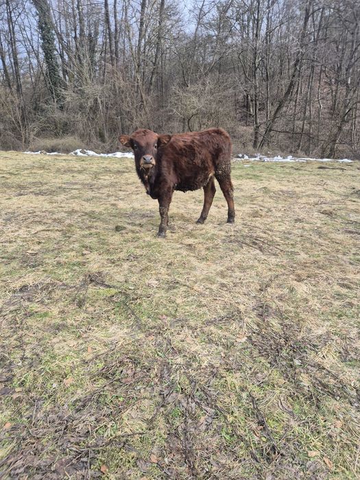 vițeaua de vânzare