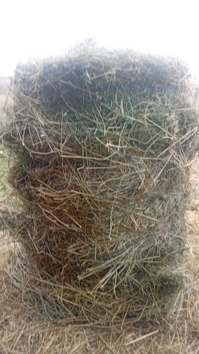 Vând baloti de lucerna coasa 2