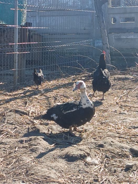 Vând oua de rața muta pentru incubat...