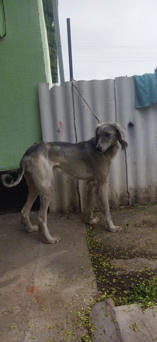 Тазы сатылады  аты көкжал