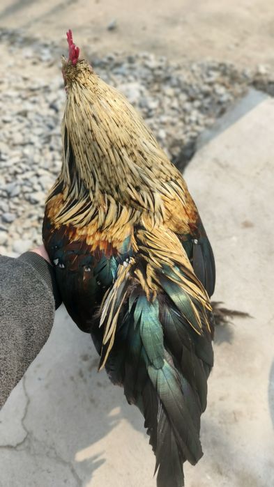 Sotiladi kami bor. Sogʻlom olganimdan beri hali kasal boʻlgani yoʻq