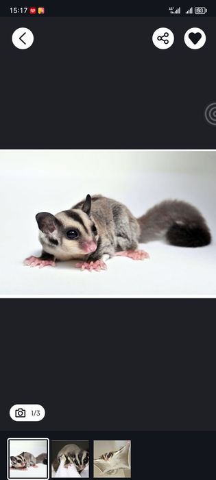 Продам белку литягу