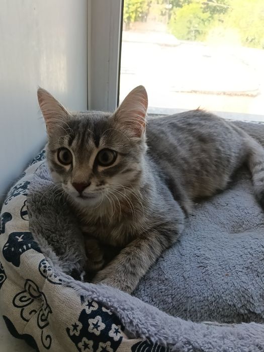 Котик подросток 5месяцев
