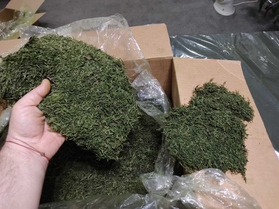 Промоция - декоративен плосък стабилизиран скандинавски естествен мъх.