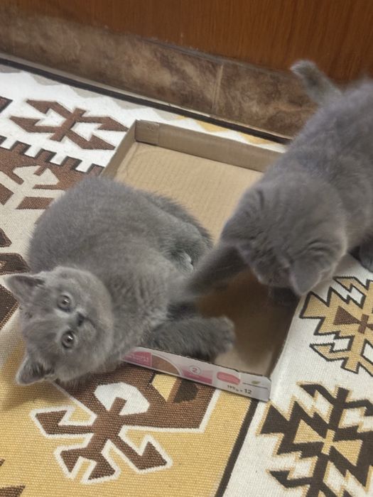 Baietel British shorthair