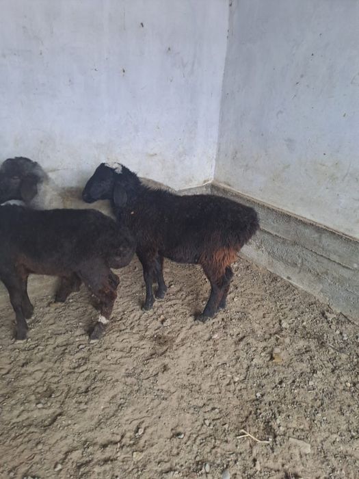 Семіз Тоқтылар сатылады