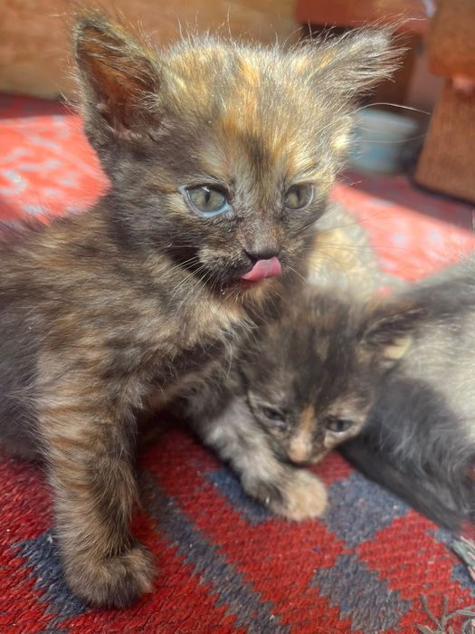 Отдам котят.    .