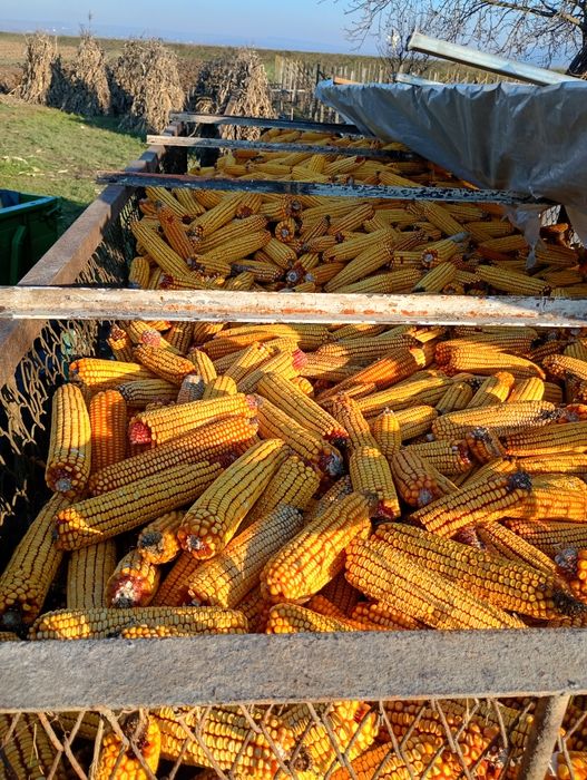 Vând porumb știuleți