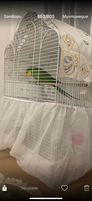 Продавам мъжки папагал Барабанди