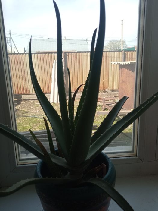Продам Алое для лекарства