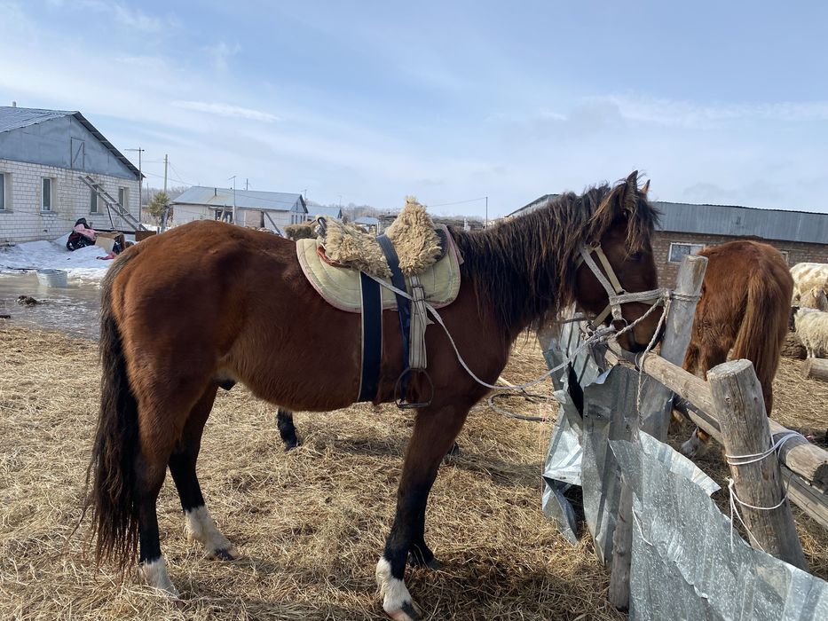 Айғыр Жуас Мініс біледі