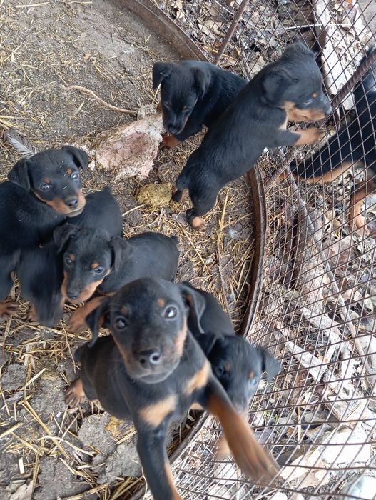 Продам щенков породы як терьер