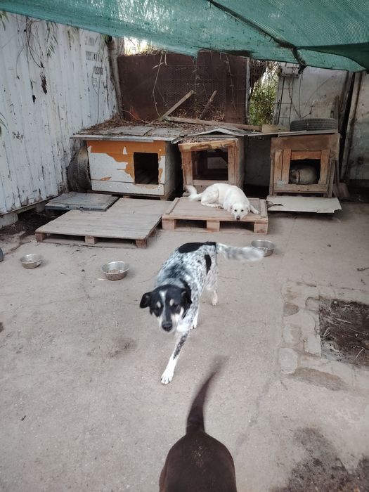 Ofer spre adoptie catei numai iubitorilor de animale,