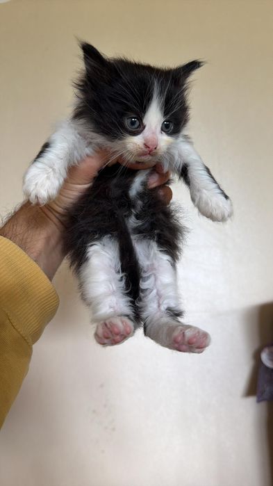 Домашно Котенце с Доставка