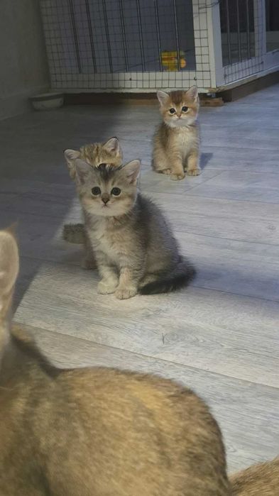 Шиншилы котята 10000
