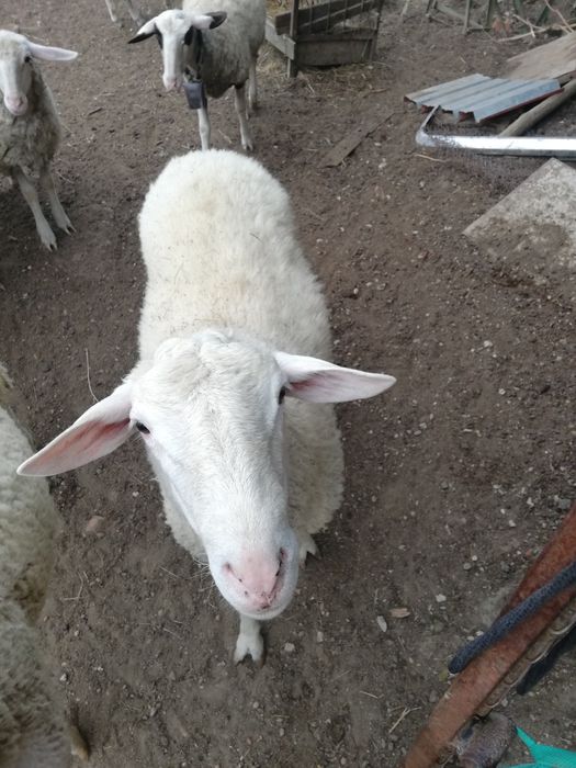 Продавам  овен на 3 години