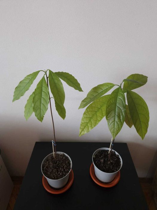 Planta avocado in ghiveci