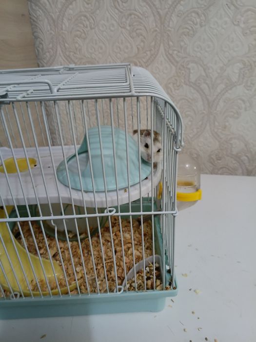 Хомяк джунгарик с клеткай