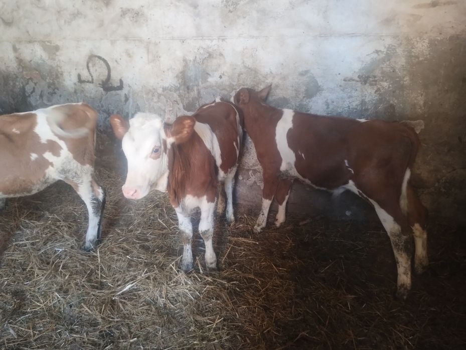 Vând 8 viței înțărcați