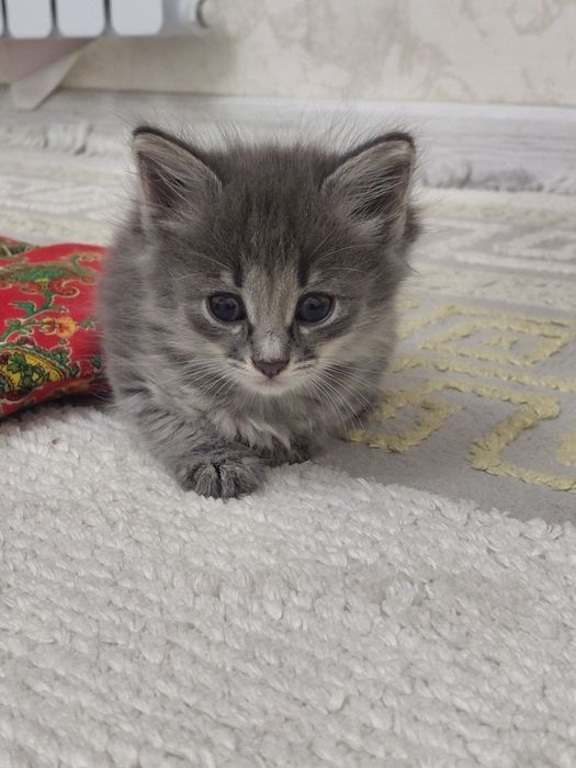 Кошка в хорошие руки
