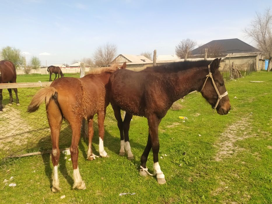 Кунан 2 жасар Сатылады