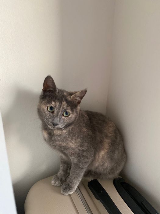 Котенце момиче, 4,5 месеца