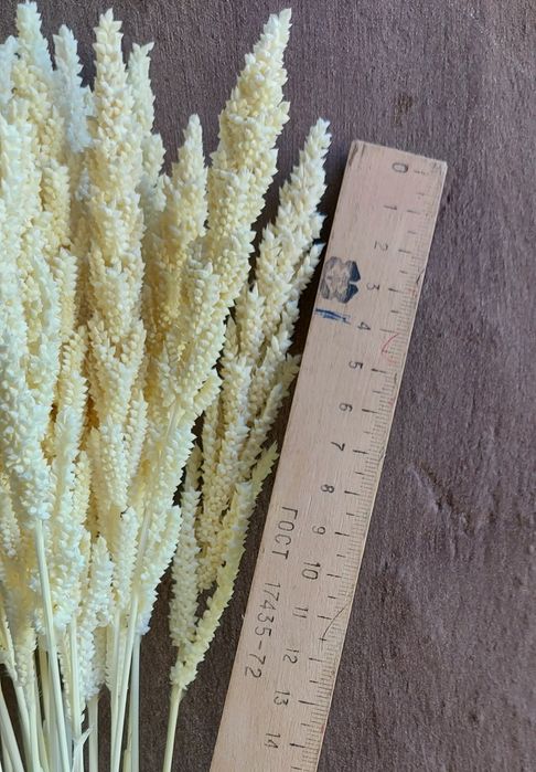 Колосья для интерьера. Сухоцветы.