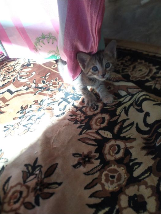 Отдам даром котику месяц 1 недели