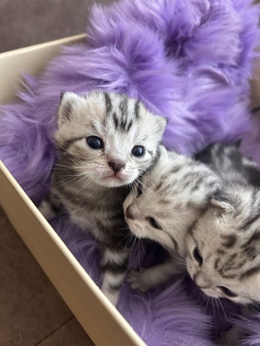 Котята британцы раен кск