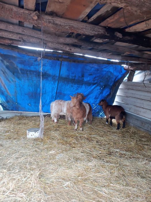 Vând  tap  1 an jumate