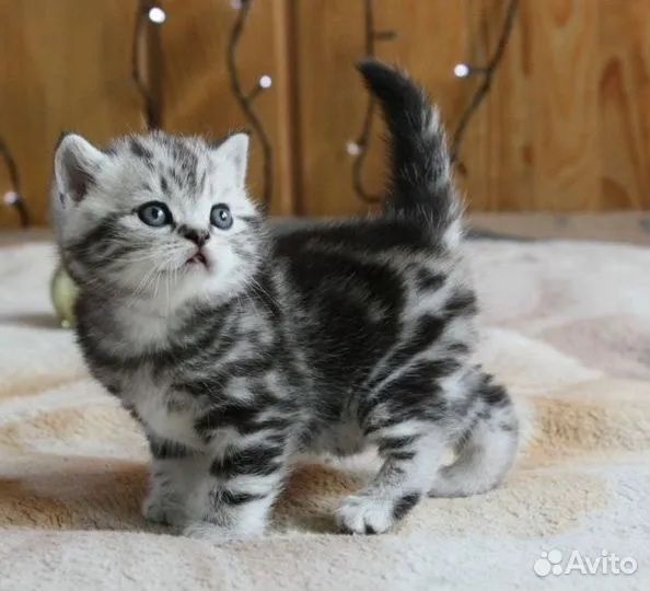 Шотландские котята