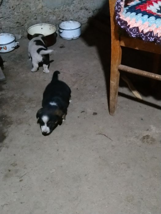 Donez  căței de talie mică