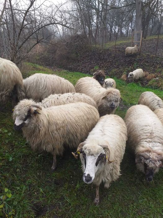 Vând 13 oi, pret 750 bucata, negociabil