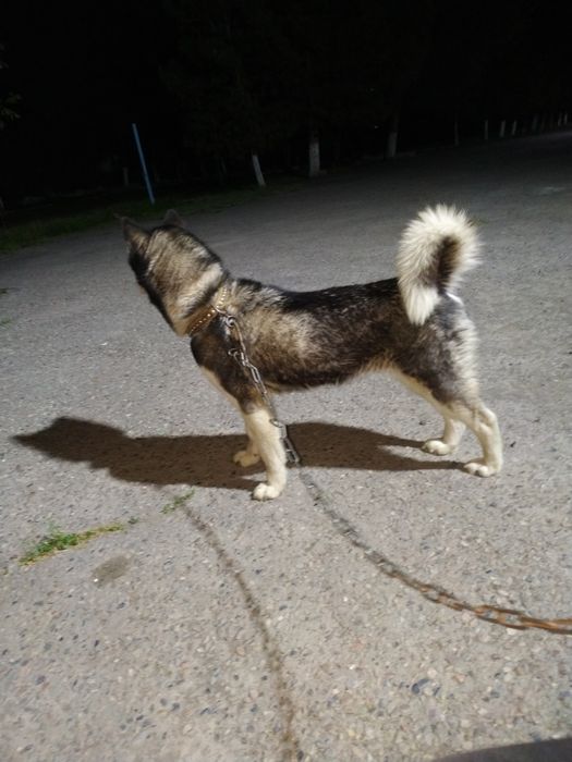 Hatik 1000% tazas qiz bola