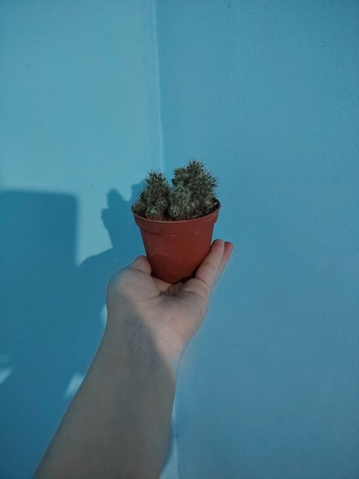 Продается комнатные цветы хона гуллари