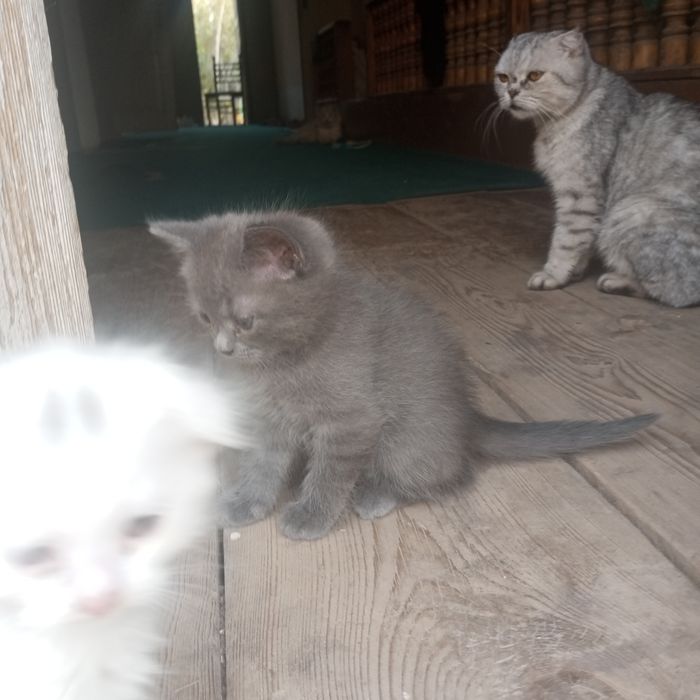 Шотландский мушуклар сотилади