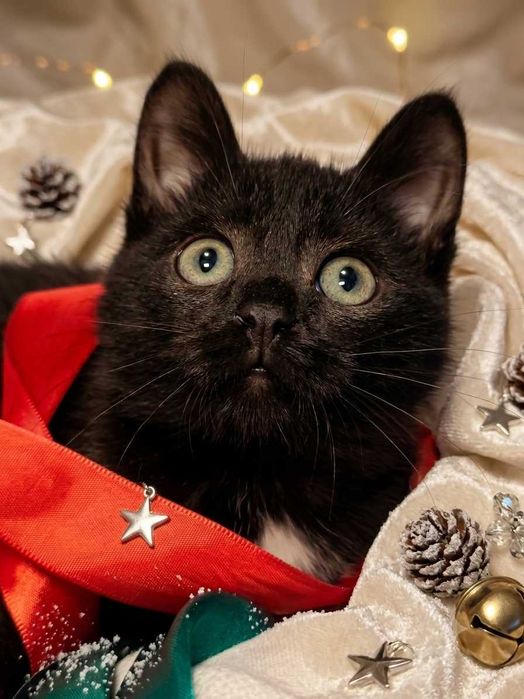 Котенок девочка 3 месяца ищет дом