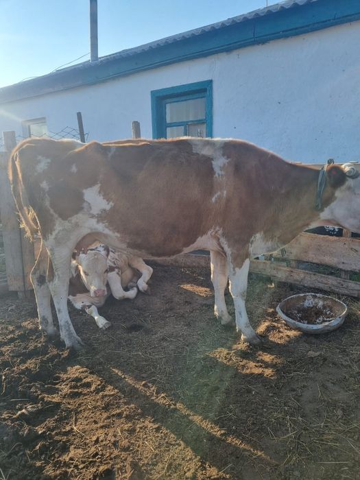 Продам корову с теленком