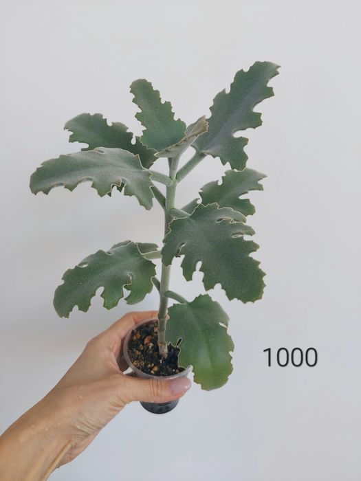 Продам декоративное каланхоэ Бехарское