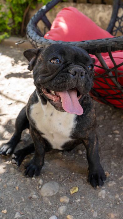 Bulldog Francez, 1 an, baiat si fata