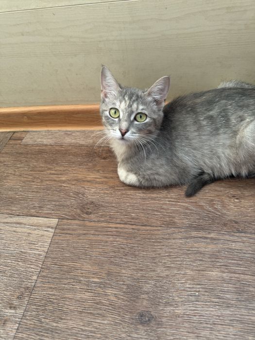 Котятка Аксу бесплатно