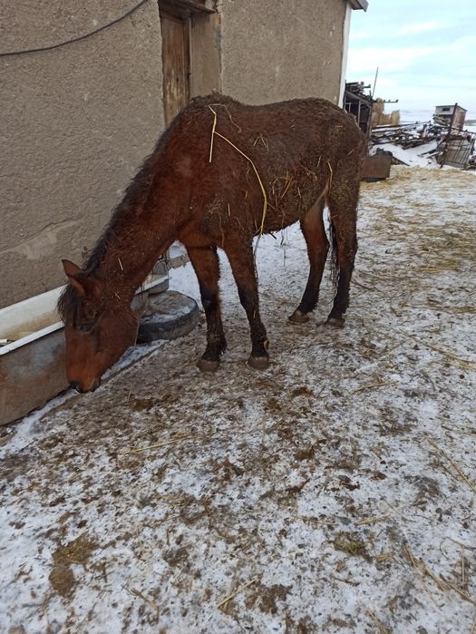 Продам старую лошадь