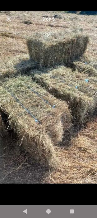 Бали люцерна и сено